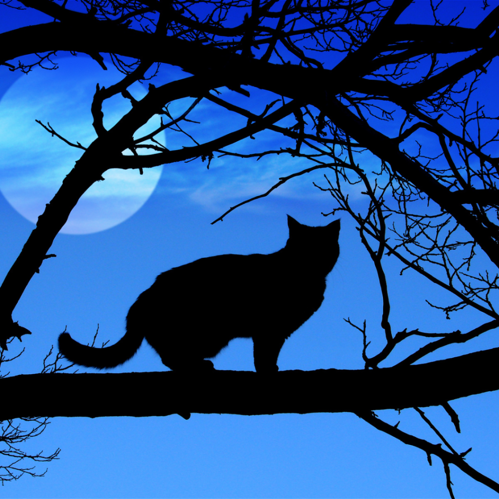 There are many common Superstitions such as crossing path with a black cat. The image is of a black cat in a tree at dusk.